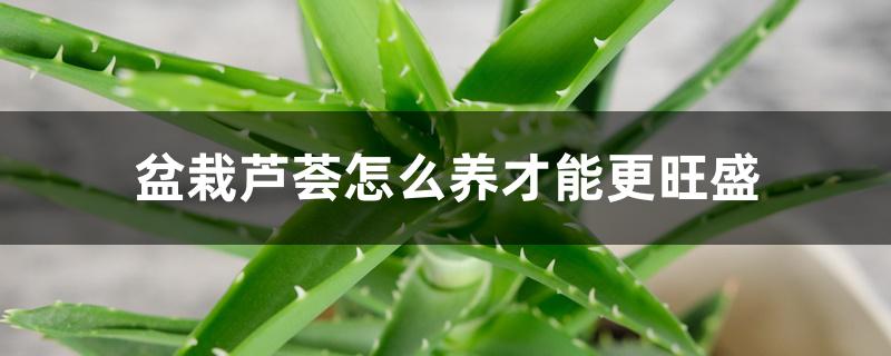 盆栽芦荟怎么养才能更旺盛