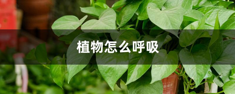 植物怎么呼吸