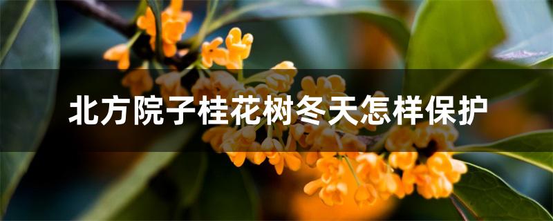 北方院子桂花树冬天怎样保护