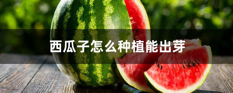西瓜子怎么种植能出芽