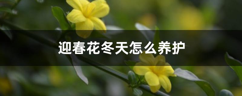 迎春花冬天怎么养护