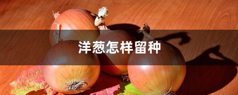 洋葱怎样留种 洋葱怎样留种