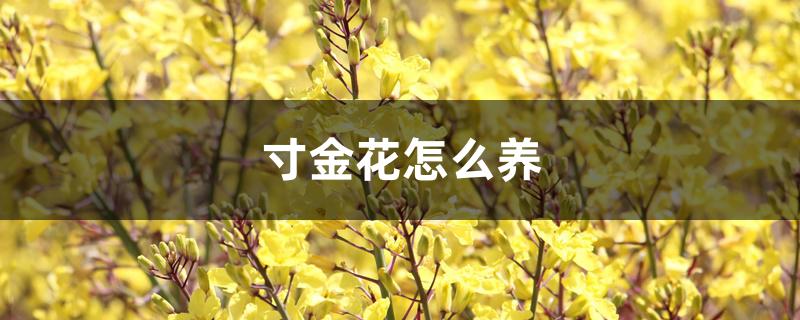 寸金花怎么养