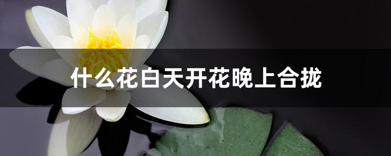 什么花白天开花晚上合拢