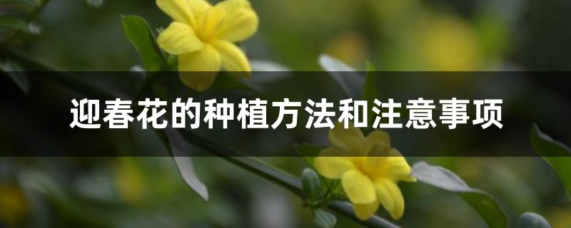 迎春花的种植方法和注意事项