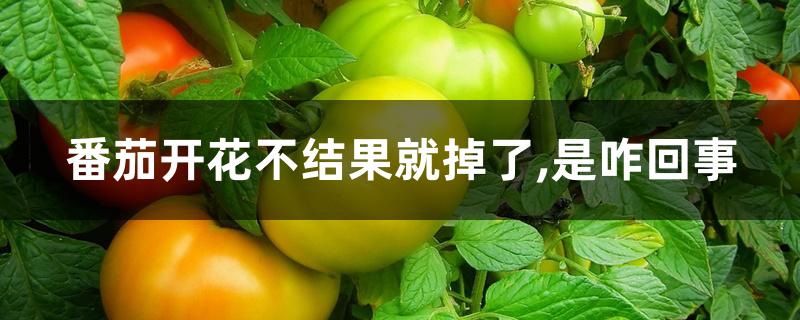 番茄开花不结果就掉了,是咋回事 番茄开花不结果就掉了,是咋回事