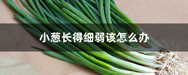 小葱长得细弱该怎么办 小葱长得细弱该怎么办