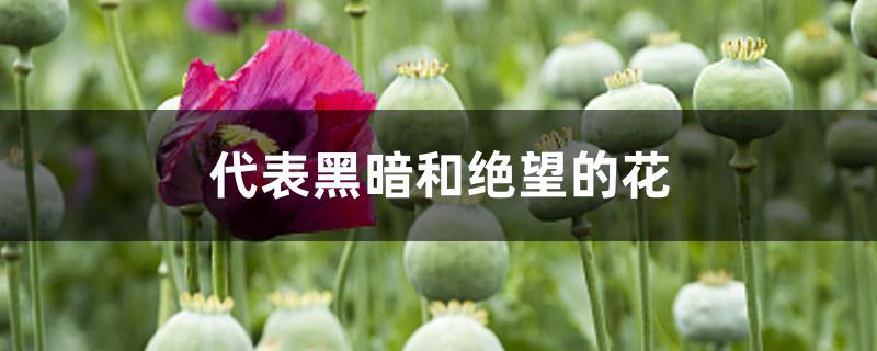 代表黑暗和绝望的花