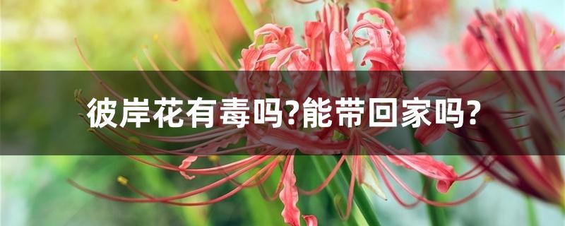 彼岸花有毒吗?能带回家吗?