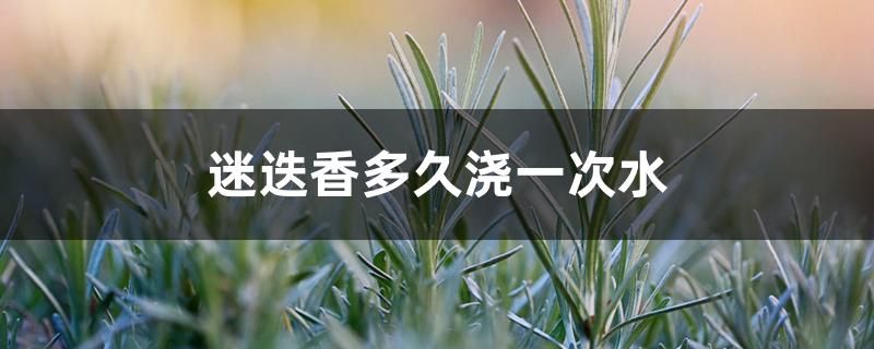 迷迭香多久浇一次水 迷迭香多久浇一次水