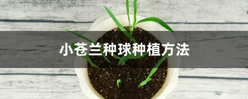 小苍兰种球种植方法