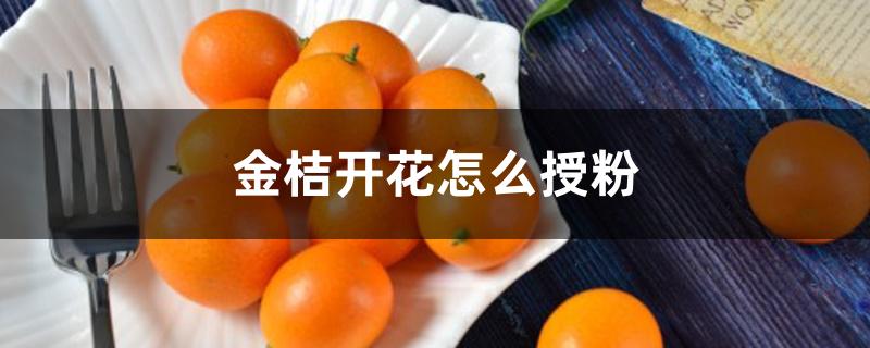 金桔开花怎么授粉 金桔开花怎么授粉