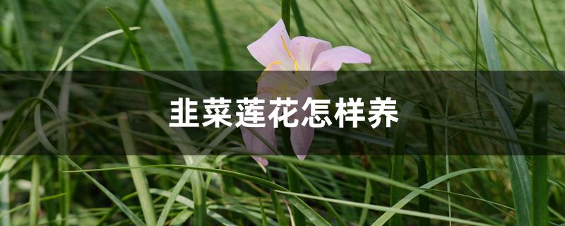 韭菜莲花怎样养