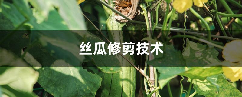 丝瓜修剪技术 丝瓜修剪技术