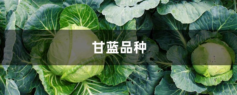 甘蓝品种 甘蓝品种
