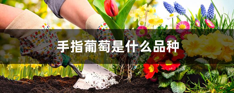 手指葡萄是什么品种 手指葡萄是什么品种