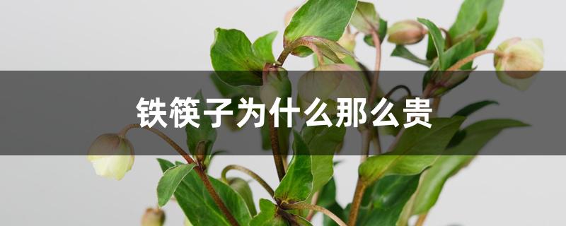 铁筷子为什么那么贵