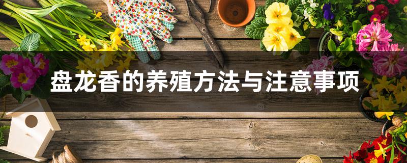 盘龙香的养殖方法与注意事项