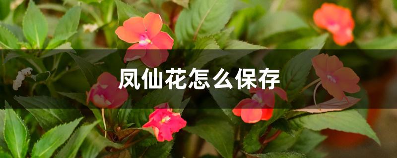 凤仙花怎么保存