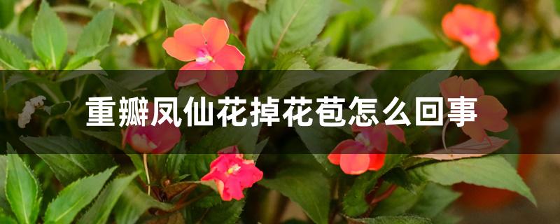 重瓣凤仙花掉花苞怎么回事