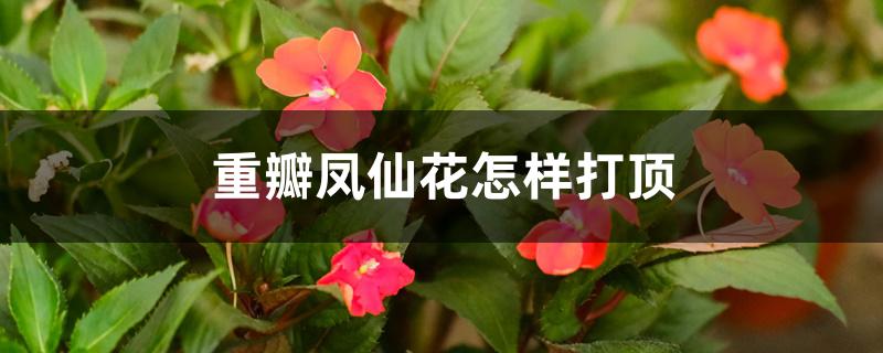 重瓣凤仙花怎样打顶