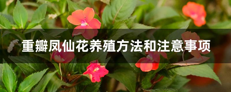 重瓣凤仙花养殖方法和注意事项
