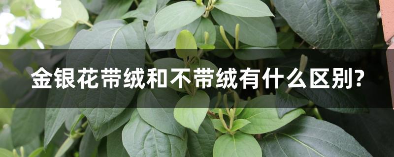 金银花带绒和不带绒有什么区别?