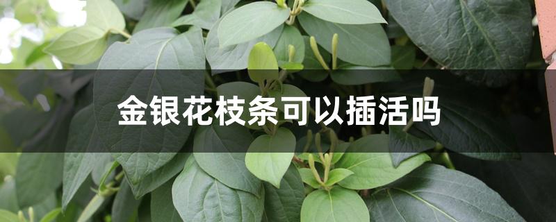 金银花枝条可以插活吗