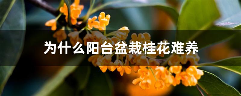 为什么阳台盆栽桂花难养