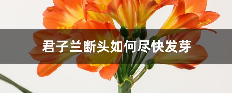 君子兰断头如何尽快发芽 君子兰断头如何尽快发芽