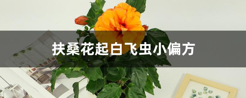 扶桑花起白飞虫小偏方