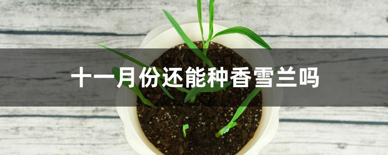 十一月份还能种香雪兰吗