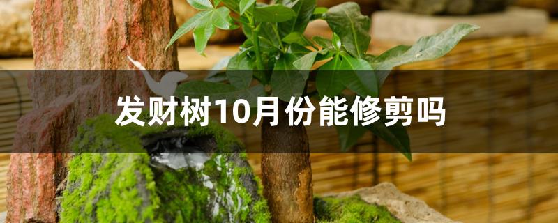 发财树10月份能修剪吗