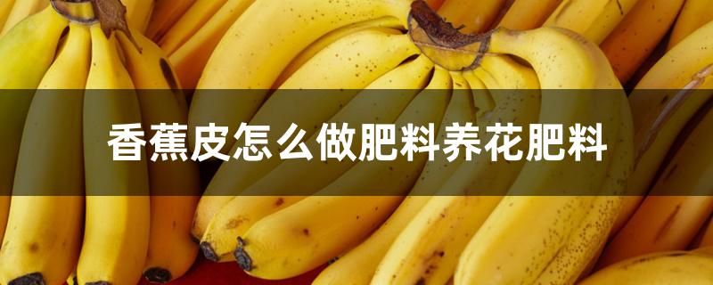 香蕉皮怎么做肥料养花肥料