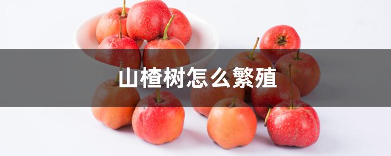 山楂树怎么繁殖 山楂树怎么繁殖
