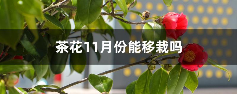 茶花11月份能移栽吗