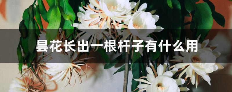 昙花长出一根杆子有什么用