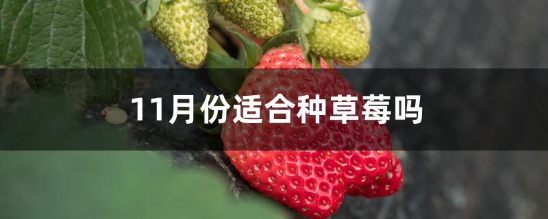 11月份适合种草莓吗