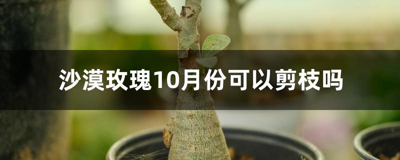 沙漠玫瑰10月份可以剪枝吗