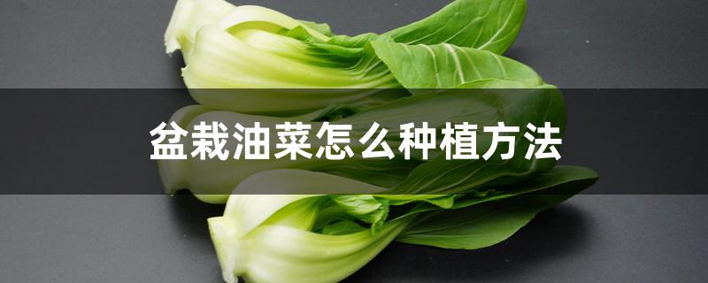 盆栽油菜怎么种植方法