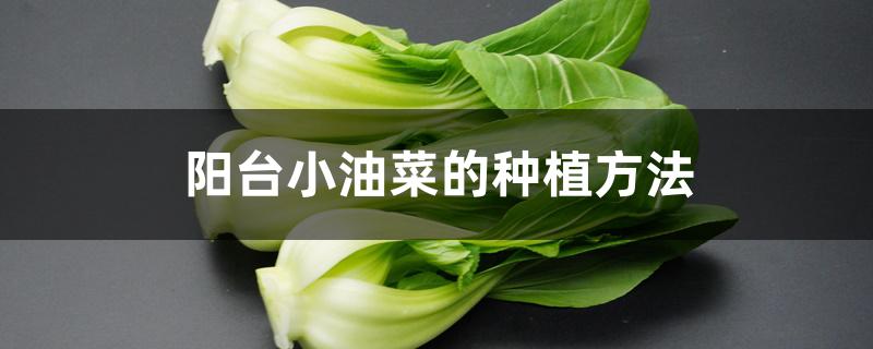 阳台小油菜的种植方法