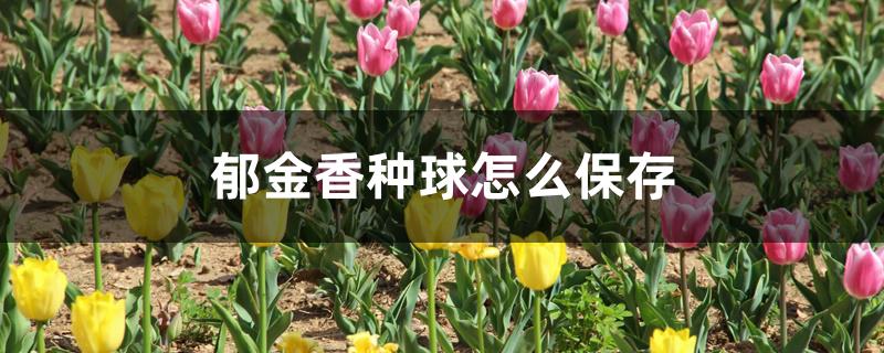 郁金香种球怎么保存