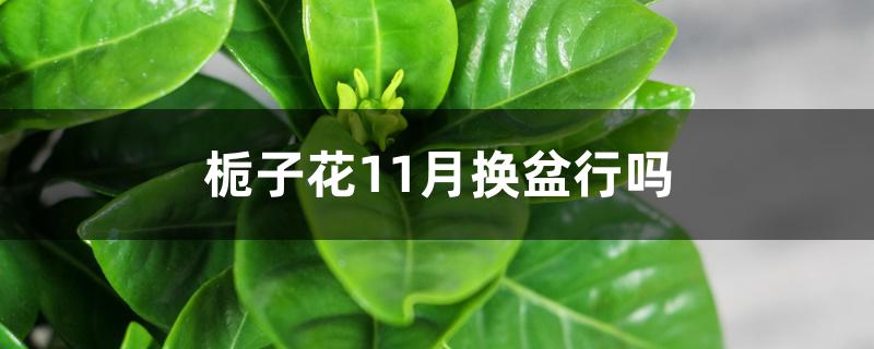 栀子花11月换盆行吗