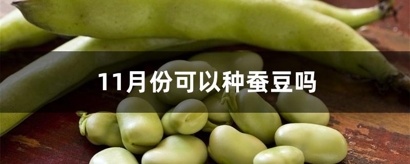 11月份可以种蚕豆吗 11月份可以种蚕豆吗