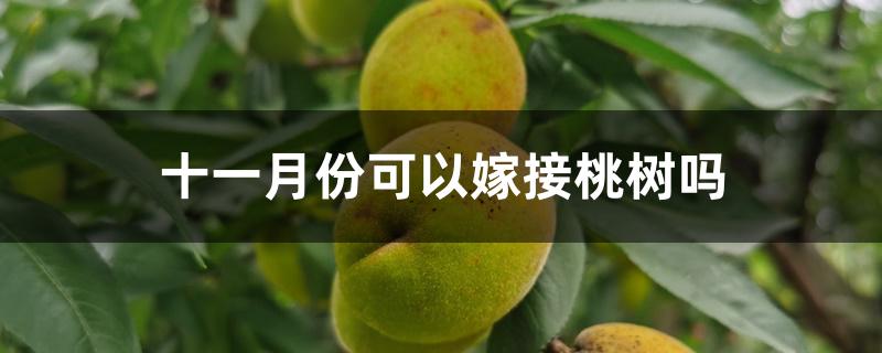 十一月份可以嫁接桃树吗 十一月份可以嫁接桃树吗