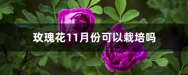 玫瑰花11月份可以栽培吗