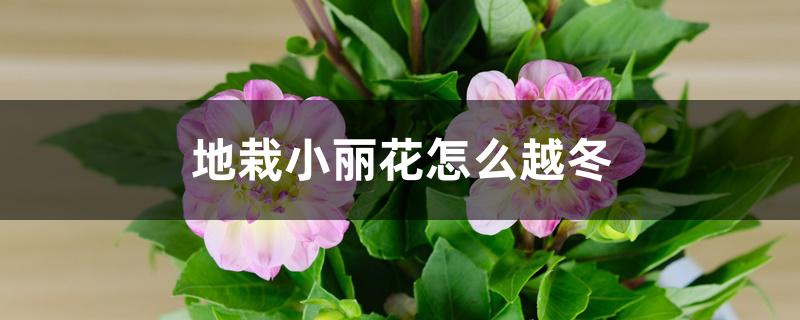 地栽小丽花怎么越冬