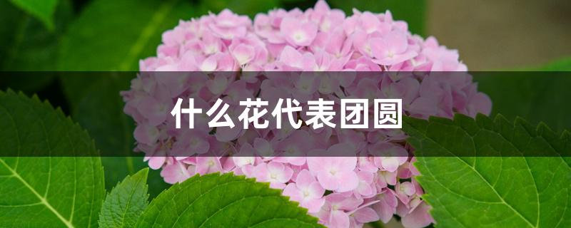 什么花代表团圆