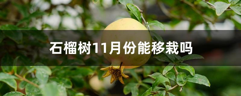 石榴树11月份能移栽吗