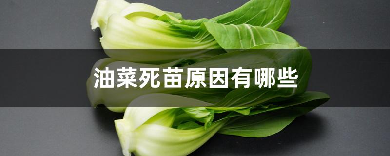 油菜死苗原因有哪些